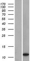 LOC401052 Human Over-expression Lysate