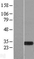 MXI1 Human Over-expression Lysate