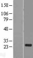RNS10 (RNASE10) Human Over-expression Lysate