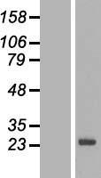 SPANXN3 Human Over-expression Lysate