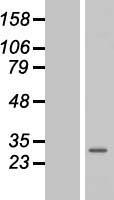 Membrin (GOSR2) Human Over-expression Lysate