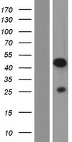 Protor 1 (PRR5) Human Over-expression Lysate