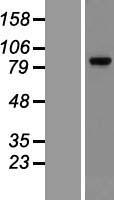 Glucocorticoid Receptor (NR3C1) Human Over-expression Lysate
