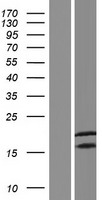 CALML4 Human Over-expression Lysate