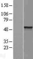 C6orf134 (ATAT1) Human Over-expression Lysate