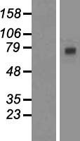RBM35A (ESRP1) Human Over-expression Lysate