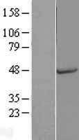 Osteopontin (SPP1) Human Over-expression Lysate