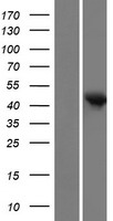 CEACAM18 Human Over-expression Lysate