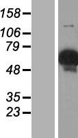 Glycogenin 2 (GYG2) Human Over-expression Lysate