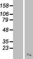 LYPD1 Human Over-expression Lysate