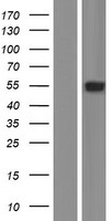 ARSA Human Over-expression Lysate