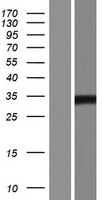 SUMF2 Human Over-expression Lysate