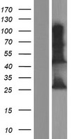 INS-IGF2 Human Over-expression Lysate