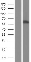 UNCX Human Over-expression Lysate