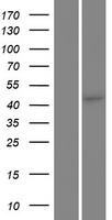 C5ORF44 (TRAPPC13) Human Over-expression Lysate