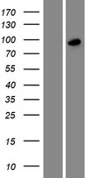 SH3RF3 Human Over-expression Lysate