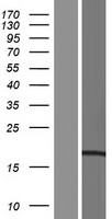CCDC43 Human Over-expression Lysate