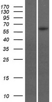 GBX1 Human Over-expression Lysate