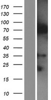 IQCE Human Over-expression Lysate