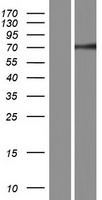 CEACAM20 Human Over-expression Lysate
