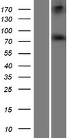 RED1 (ADARB1) Human Over-expression Lysate