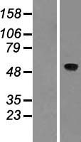 ACCN2 (ASIC1) Human Over-expression Lysate