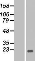 Bcl x (BCL2L1) Human Over-expression Lysate
