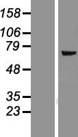 FMO5 Human Over-expression Lysate