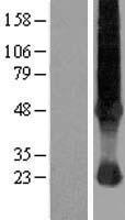 SLC37A4 Human Over-expression Lysate