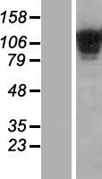 COL19A1 Human Over-expression Lysate