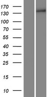 Collagen XV (COL15A1) Human Over-expression Lysate