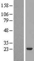VILIP3 (HPCAL1) Human Over-expression Lysate