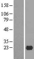 ISG20 Human Over-expression Lysate