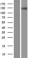 Karyopherin beta 3 (IPO5) Human Over-expression Lysate