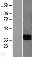 LAIR1 Human Over-expression Lysate