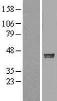 LRPAP1 Human Over-expression Lysate