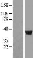 LSP1 Human Over-expression Lysate