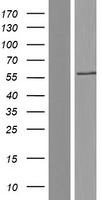 MATK Human Over-expression Lysate