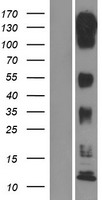MLK3 (MAP3K11) Human Over-expression Lysate