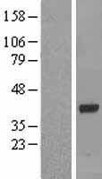 OAS1 Human Over-expression Lysate