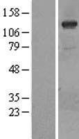 PI 3 Kinase catalytic subunit gamma (PIK3CG) Human Over-expression Lysate