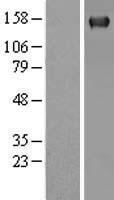 PLCG 2 (PLCG2) Human Over-expression Lysate