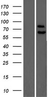 PPP2R5C Human Over-expression Lysate