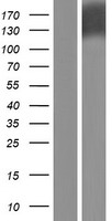 SAP1 (PTPRH) Human Over-expression Lysate