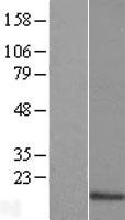 RABIF Human Over-expression Lysate