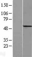 RECQ1 (RECQL) Human Over-expression Lysate