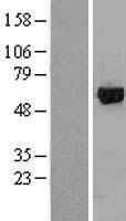 GRK1 Human Over-expression Lysate