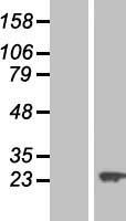 PFDN3 (VBP1) Human Over-expression Lysate