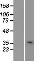 USF2 Human Over-expression Lysate