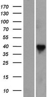 RASSF7 Human Over-expression Lysate